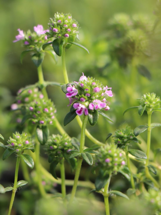 detail Tymián kmínový 'Barona'