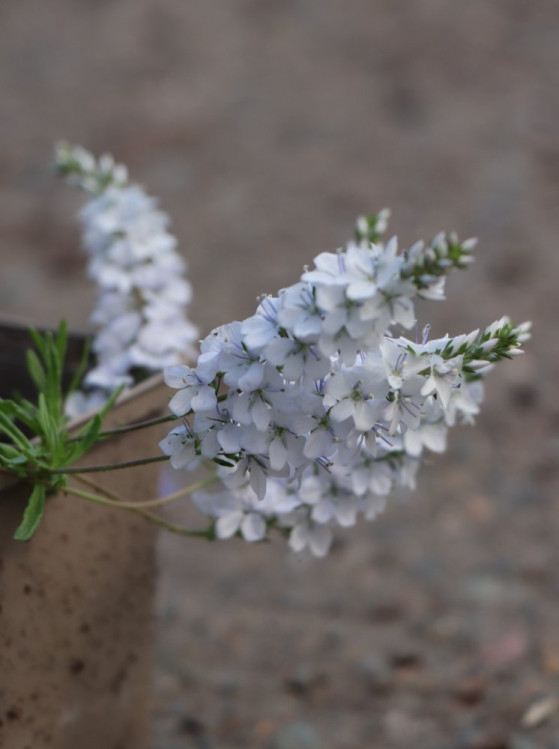 detail Rozrazil rozprostřený 'Alba'