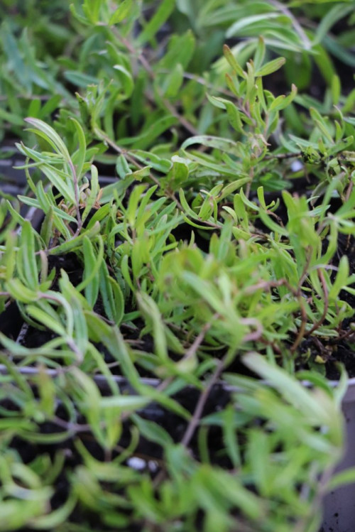 detail Rozrazil rozprostřený 'Alba'