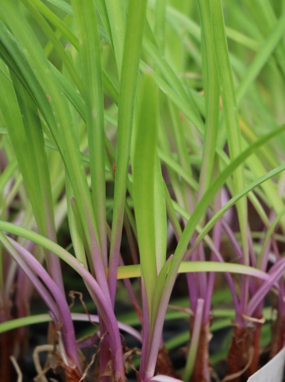 detail Tulbaghia 'Flamingo'