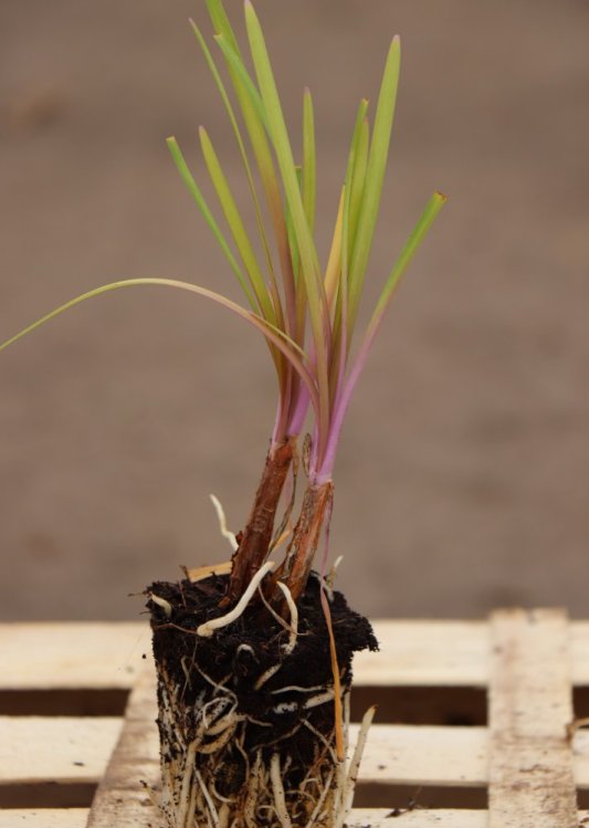 detail Tulbaghia 'Flamingo'