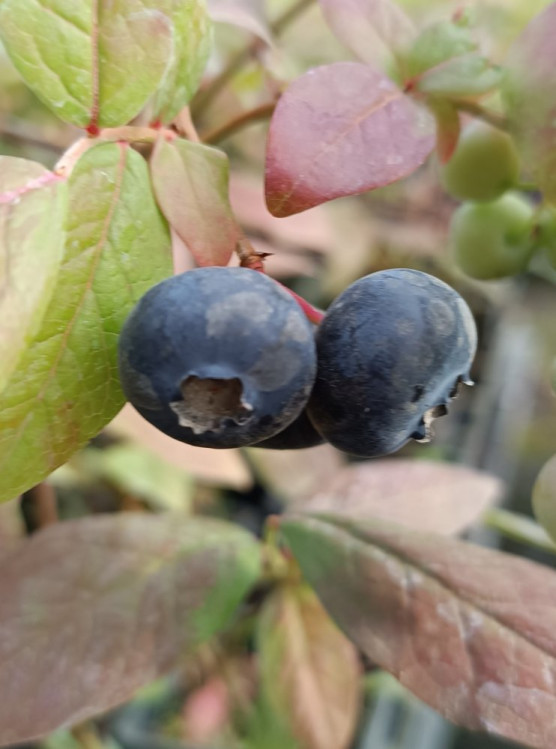 detail Kanadská borůvka ´Patriot'