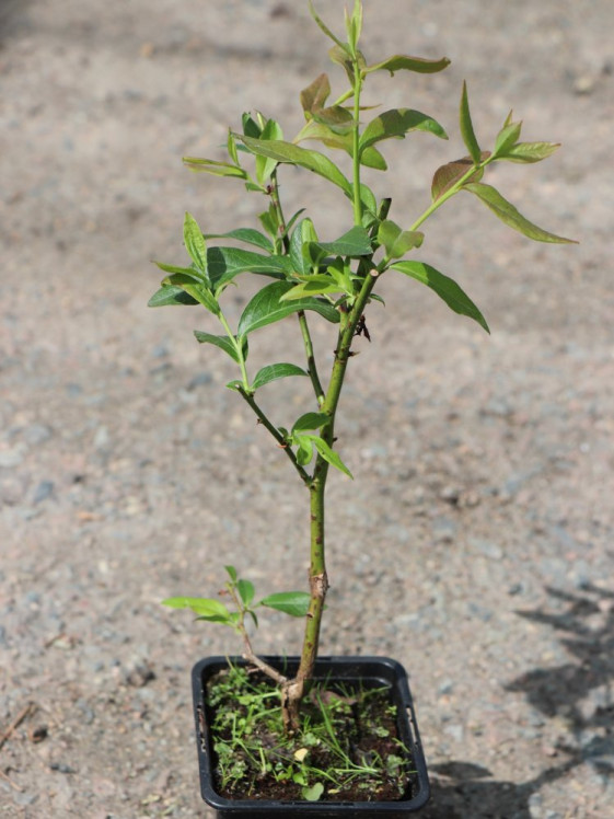 detail Kanadská borůvka ´Patriot'