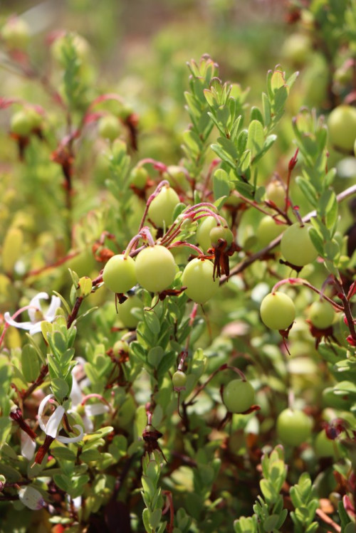 detail Klikva velkoplodá 'Pilgrim'
