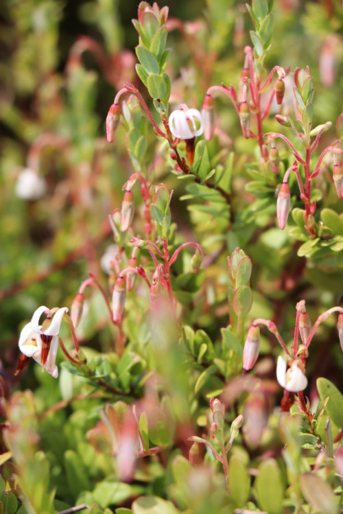 detail Klikva velkoplodá 'Pilgrim'