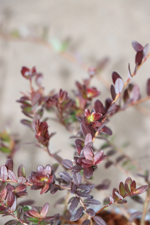 detail Klikva velkoplodá 'Stevens'