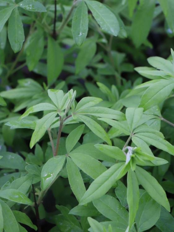 detail Drmek obecný 'Latifolia'