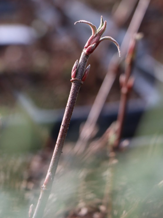 detail Kalina bodnantská 'Dawn'