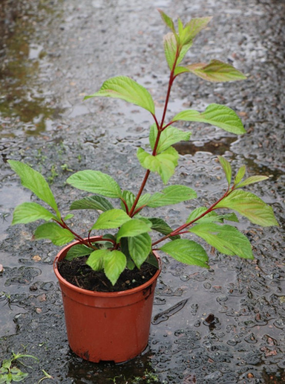 detail Kalina bodnantská 'Dawn'