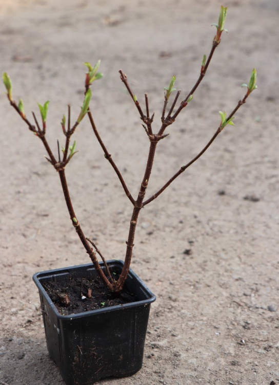 detail Kalina bodnantská 'Dawn'