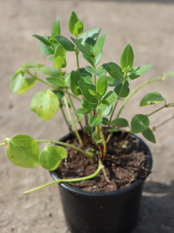 detail Barvínek větší