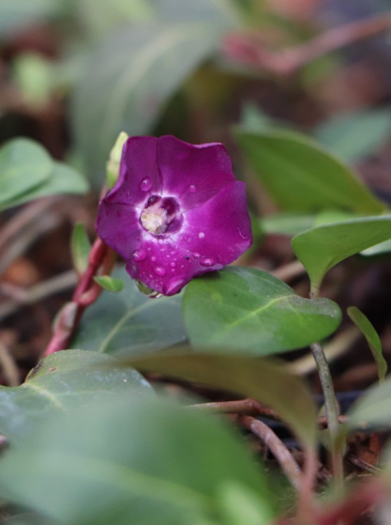 detail Barvínek menší 'Atropurpurea´