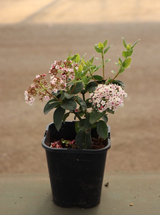 detail Kalina modroplodá 'Lisarose' ®