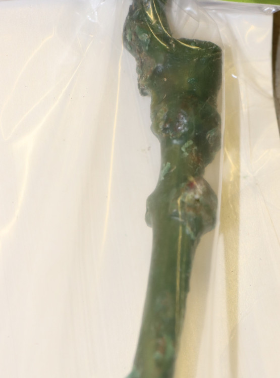 detail Vinná réva 'Jupiter - Rhea' bezsemenná