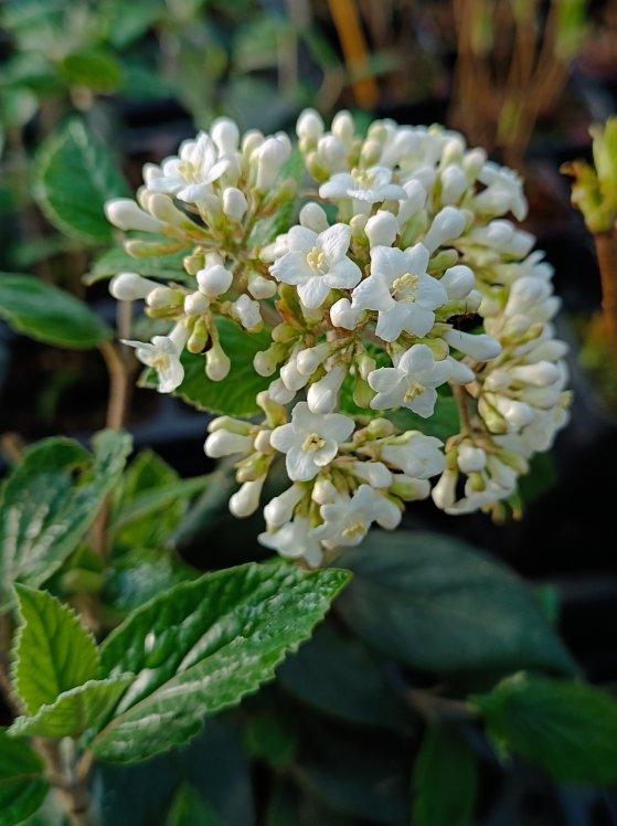 detail Kalina Burkwoodova