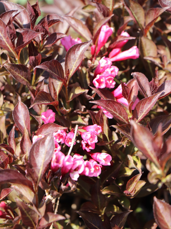 detail Vajgélie květnatá 'Ruby Queen'