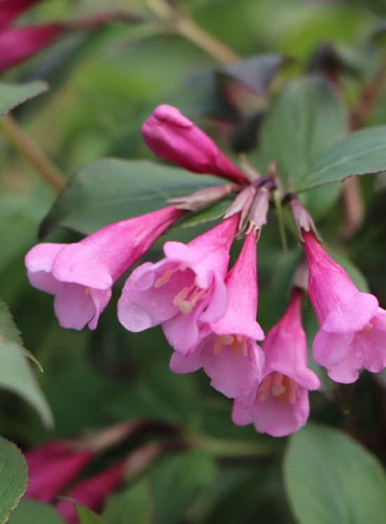 detail Vajgélie květnatá 'Tango'