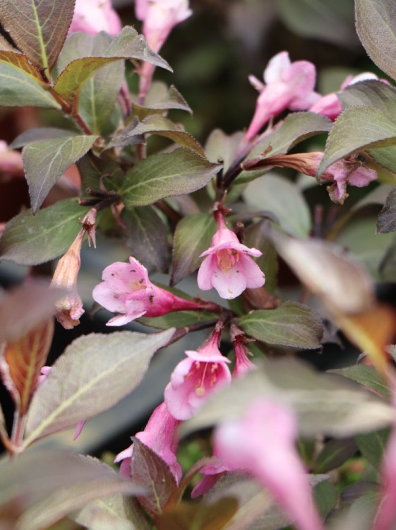 detail Vajgélie květnatá 'Tango'