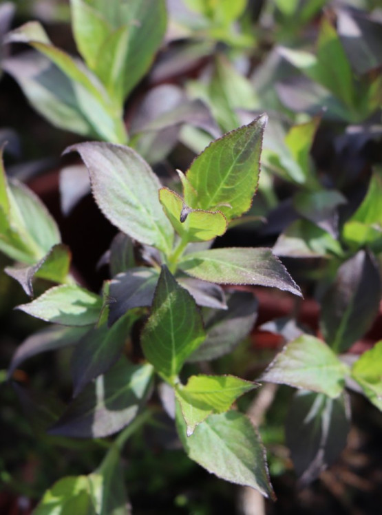 detail Vajgélie květnatá 'Tango'