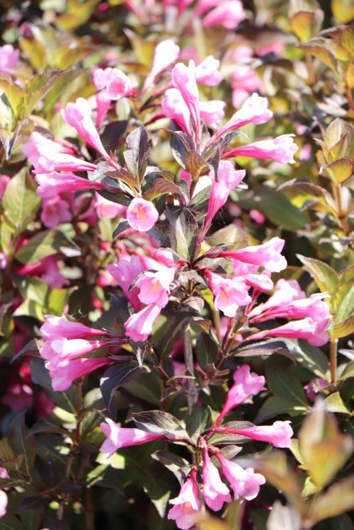 detail Vajgélie květnatá 'Tango'