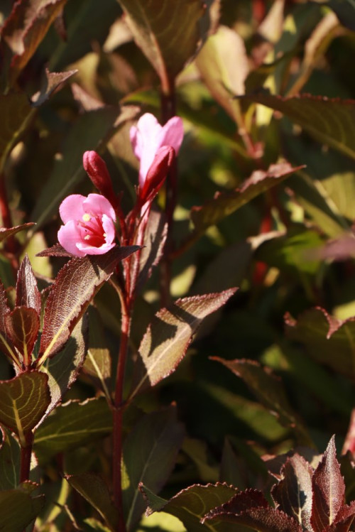 detail Vajgélie květnatá 'Tango'
