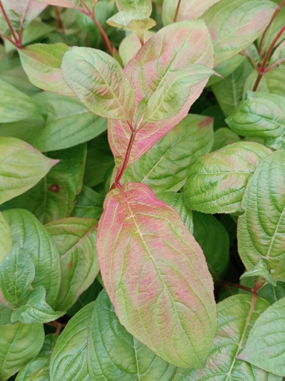 detail Vajgélie květnatá 'Wings of Fire'®