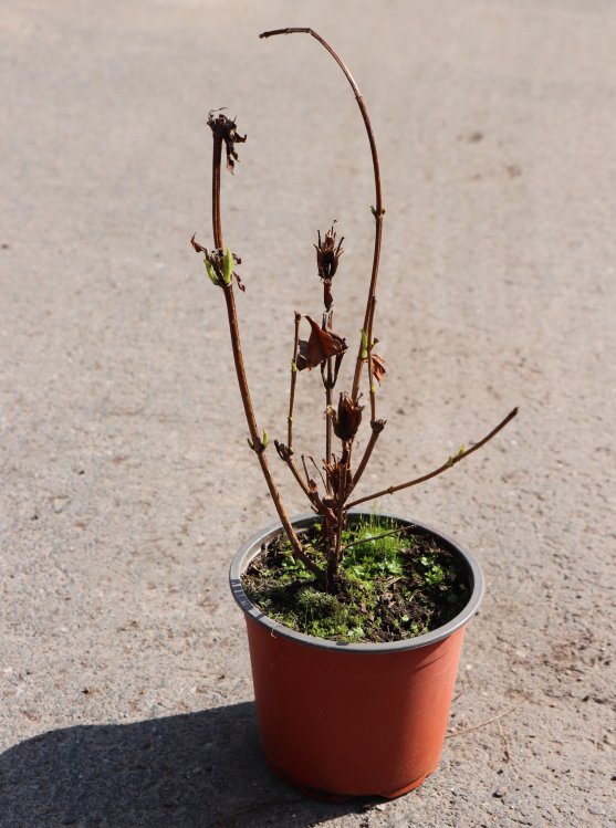 detail Vajgélie zkřížená 'Milk and Honey'