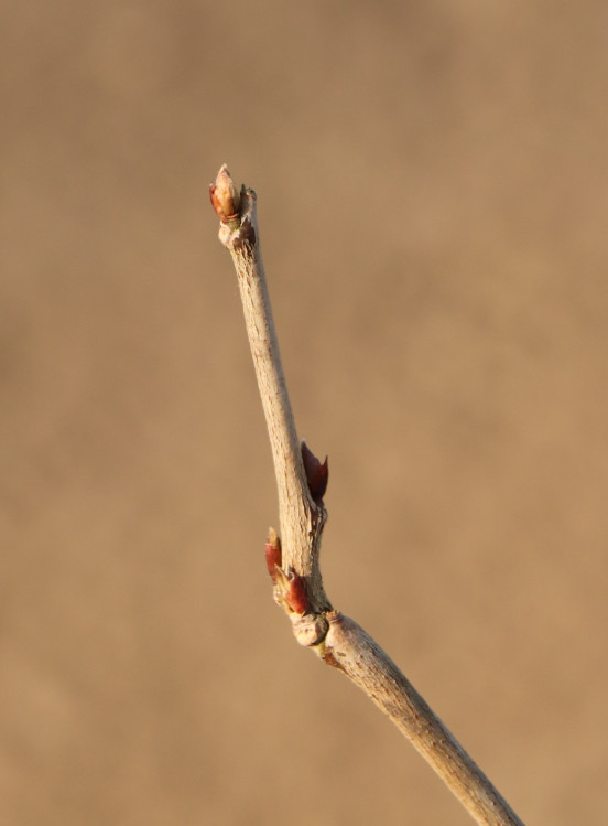 detail Vistárie květnatá 'Macrobotrys'