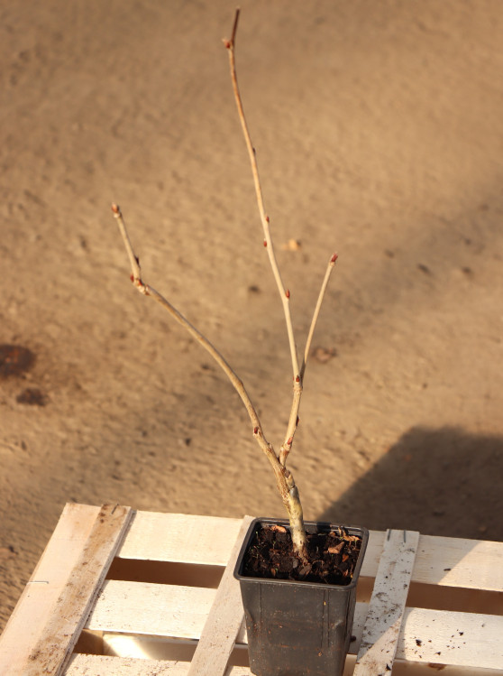 detail Vistárie květnatá 'Macrobotrys'