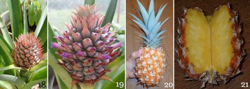 Co si vypěstovat vlastní ananas? (4)