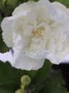 náhled Ibišek syrský 'White Chiffon'