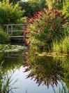 náhled Komule Davidova 'Butterfly Red'®
