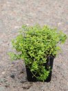 náhled Mateřídouška citronová 'Golden Dwarf'