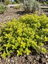 náhled Mateřídouška citronová 'Golden Dwarf'