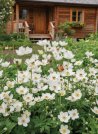 náhled Mega balení Sasanka 'Summer Bees'