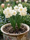náhled Narcis 'Cheerfulness'