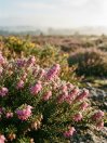 náhled Vřesovec pleťový 'Wildform'