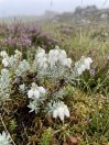 náhled Vřesovec čtyřřadý 'Alba Mollis'