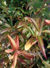 náhled Leucothoe 'Halloween'