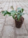 náhled Leucothoe 'Halloween'