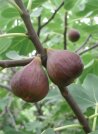 náhled Fíkovník smokvoň 'Francuesco'