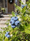 náhled Kanadská borůvka 'Bluecrop'