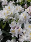 náhled Rododendron 'Madame Masson'