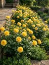 náhled Růže terasová 'Golden Sun'