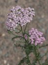 náhled Řebříček obecný 'Lilac Beauty'