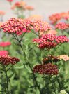 náhled Řebříček obecný 'Paprika'