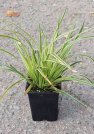 náhled Ostřice Morrowova 'Aureovariegata'
