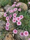 náhled Hvozdík péřitý 'Dixie ® Red Rose Bicolor'