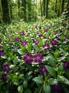 náhled Barvínek menší 'Atropurpurea'