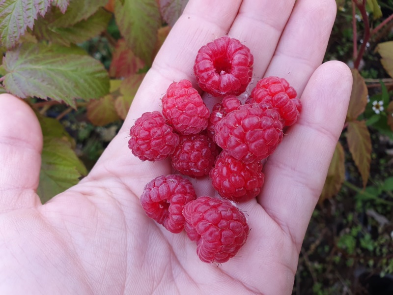 Jaký si vybrat maliník na zahradu